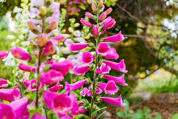 Close up shot of Digitalis purpurea blossom