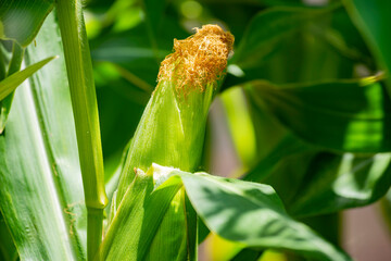 Growing corn in farm garden