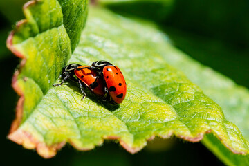 A pair of ladybird beetles mating on a leaf in spring