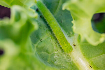 Naklejka premium Close up shot of a big Caterpillar on kale leaf