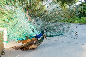 Zelfklevend Fotobehang Close up shot of a male peacock mating a female © Kit Leong