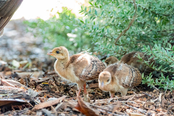Close up shot of many baby peacock