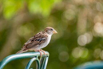 Close up shot of a Cute yong sparrow sitting