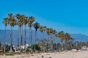 Naklejka premium Sunny view of the beautiful palm tree and mountain