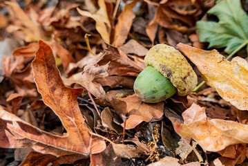 Close up shot of a pine cone on ground with some dried leaves