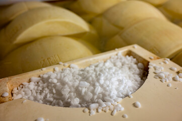 Process of making parmigiano-reggiano parmesan cheese on small cheese farm in Parma, Italy, salting...