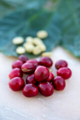 Red ripe arabica coffee berries, green coffee beands and leaves