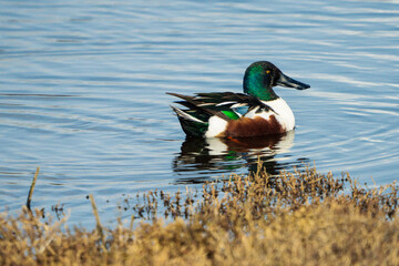 Mallard Duck