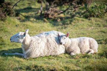 Baby lamb cuddling with ii's mother,Malvern Hills,Worcester,England.