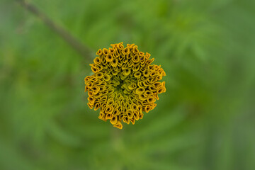 macro view Marigold bud, folds in nature