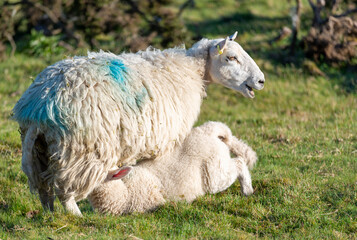 Young lamb feeding from it's mother at sunrise,Malvern Hills,Worcester,England,UK.