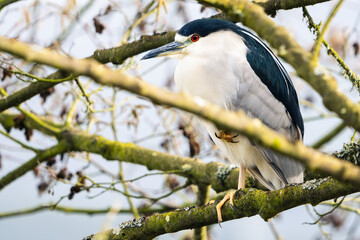 Black-crowned night heron.