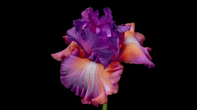 Timelapse of amazing purple pink iris flower opening, close up. Easter, spring, holidays concept.