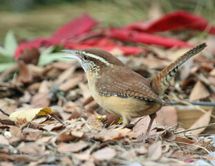 Carolina Wren