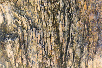 The Petrified Wood Texture Background