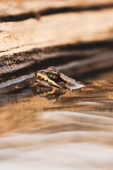 golden key in the water