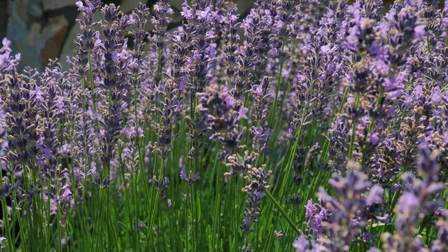 Lavender flower visiter by bees
