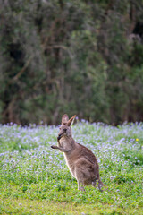 Baby Kangaroo in a field Australia