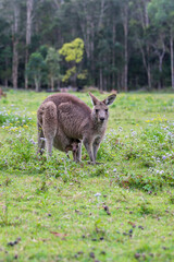 Kangaroo in a field Australia