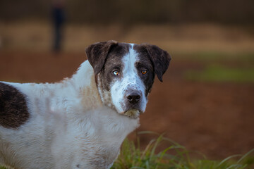 2022-01-10 A MIX BREED SHEPARD CANINE WITH TWO DIFFERNT COLORED EYES AND A BLURRY BACKGROUND