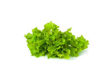 Obraz premium Lactuca sativa leaf isolated on white background.