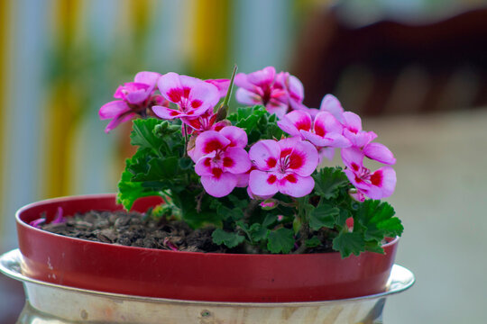 Flores del jard&iacute;n