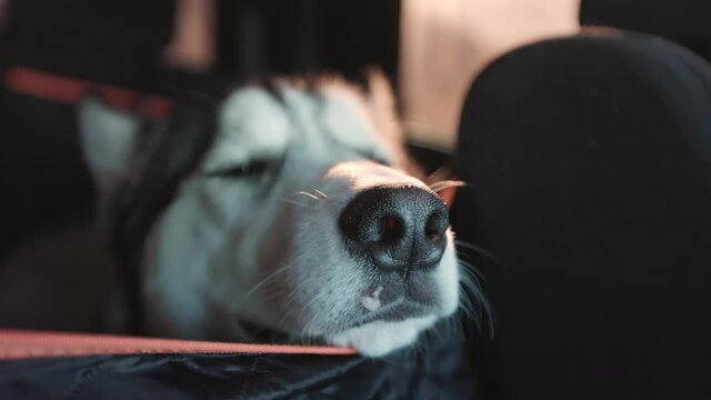 Siberian Husky in the Car