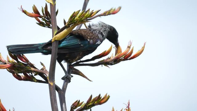 Tui bird in a flax bush on Kapiti Island near Wellington New Zealand
