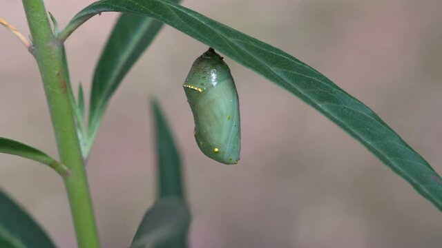 Close up of a Monarch Butterfly cocoon