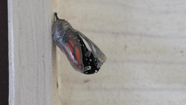 Monarch Butterfly hatching from a cocoon sped up