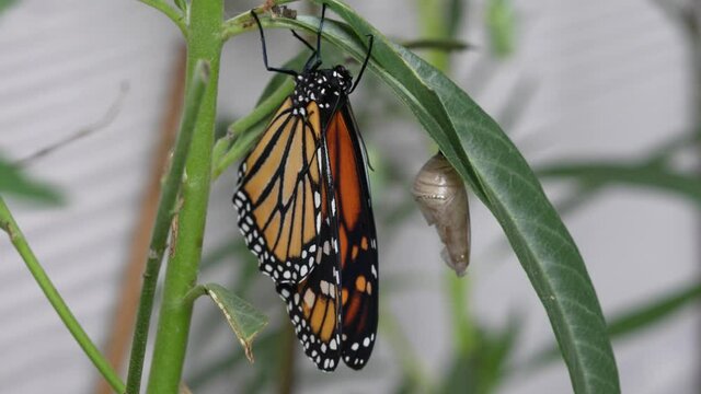 Monarch Butterfly after recently hatching from a cocoon drying in the wind