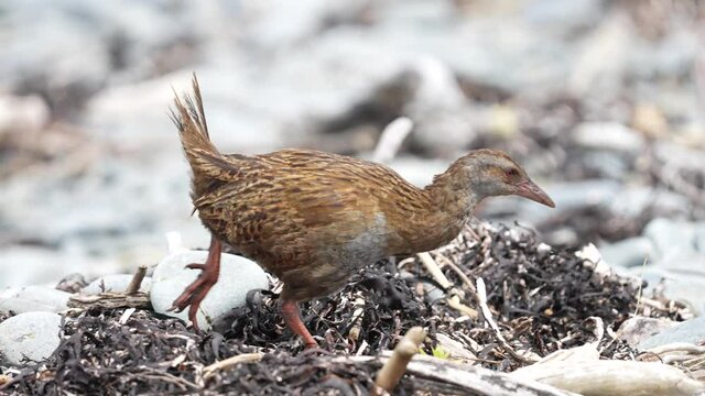 Weka bird in New Zealand walking along the beach in slow motion