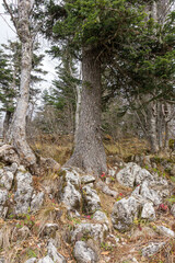 Walking through the autumn forest, monitoring the observed forest lands for changes occurring in the life of trees and plants during the spring and summer before the beginning of winter.