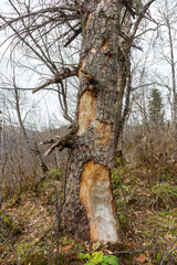 Walking through the autumn forest, monitoring the observed forest lands for changes occurring in the life of trees and plants during the spring and summer before the beginning of winter.