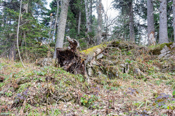 Walking through the autumn forest, monitoring the observed forest lands for changes occurring in the life of trees and plants during the spring and summer before the beginning of winter.