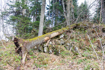 Walking through the autumn forest, monitoring the observed forest lands for changes occurring in the life of trees and plants during the spring and summer before the beginning of winter.