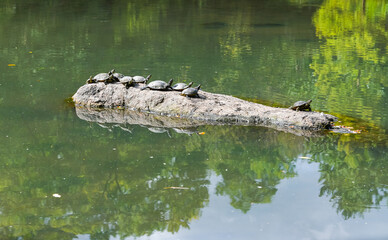 Central Park from Manhattan. Daily life scene and a beautiful day to walk in the biggest park in New York. Great view to the landmarks of this city in America.