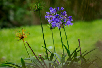 Flores del jardín