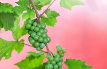 Young green grape over blurred red wall background, decorate plant, house garden, ripe green grape