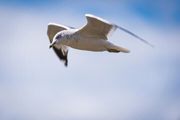 seagull flying in the sky