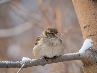 Sparrow sits on a branch without leaves.