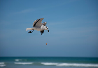 Fototapeta na wymiar Seagull Dropping the Food