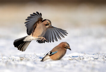 Eurasian jay bird ( Garrulus glandarius )