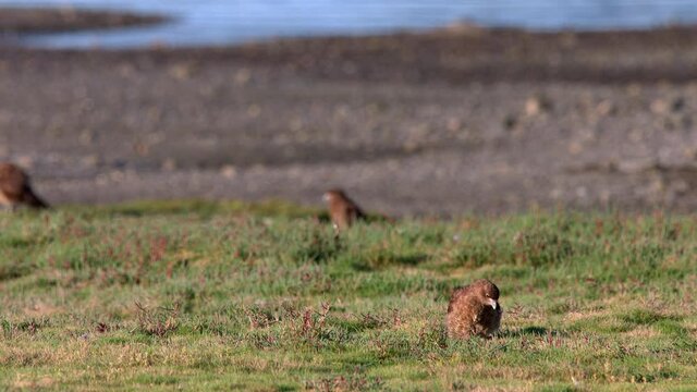 Chimango Caracara Bird Sitting On Grassland At Chiloe Island Chile Looking Around. Locked Off