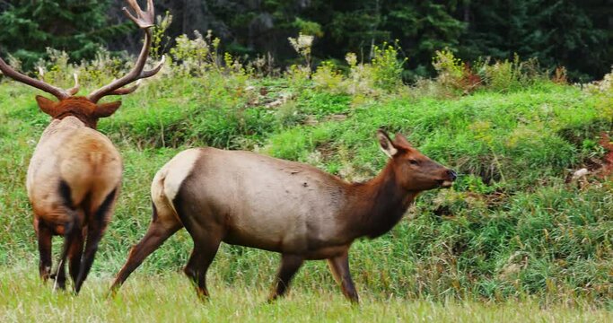 Bull elk chases, sniffs rear end of female during mating season, or rut.