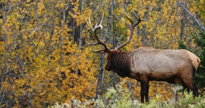 Close up of large bull elk in Canadian forest, breathing out steam in cold air.