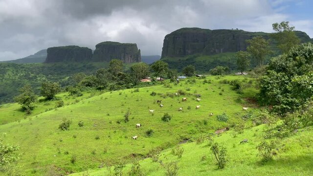 Landscape with herd of goats, rock formation in background. India. Aerial, tracking