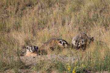 Badger Family Emerges From Den