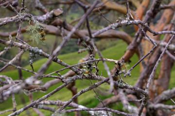 Arboles