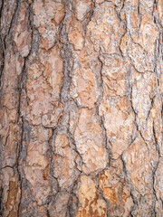 Old wood pine bark texture or background.